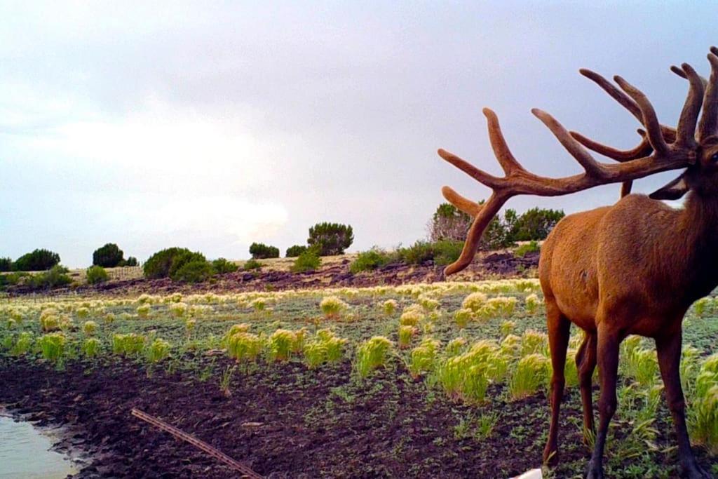 منزل الضيف فالي  في Broken Spur Ranch, Off Gridoasis#Stargazing المظهر الخارجي الصورة
